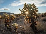 Joshua Tree 016